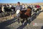 بازار دام