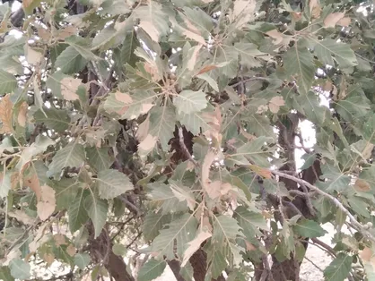 جنگل&zwnj;های زاگراس در اثر هجوم &laquo;آفت پروانه سفید برگ&zwnj;خوار&raquo; به سرعت در حال نابودی است + فیلم