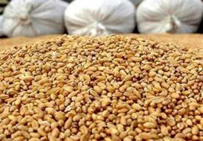 کشف ۴۲ هزار تن نهاده دامی قاچاق و احتکاری