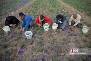 برداشت زعفران در شهرستانهای تربت حیدریه و زاوه