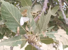 هجوم پروانه برگ خوار به درختان بلوط کهگیلویه و بویراحمد