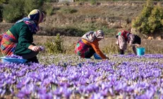 ایجاد بازارهای جدید برای زعفران از طریق بورس