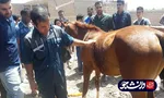 فعالیت جهادگران بسیج دانشجویی واحد شوشتر در شعیبیه