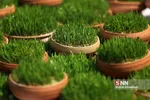 ماهی قرمز و سبزه شب عید