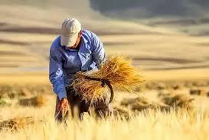 پرداخت مطالبات ۴۳ هزار گندم&zwnj;کار همدانی