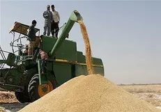 تا ۲ ماه آینده طلب گندمکاران پرداخت می‌شود