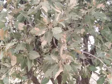 جنگل‌های زاگراس در اثر هجوم «آفت پروانه سفید برگ‌خوار» به سرعت در حال نابودی است + فیلم