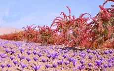 موافقت وزارت جهاد کشاورزی با ۲۰ درخواست ویژه خراسان جنوبی