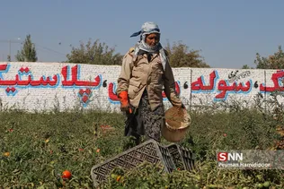 برداشت گوجه