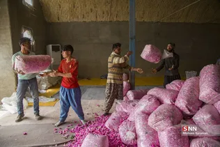  برداشت گل محمدی در قم 