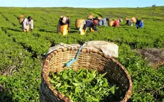 افزایش ۲۳ درصدی خرید برگ سبز چای از چایکاران