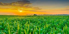 گردهمایی خودکفایی پایدار در کشاورزی