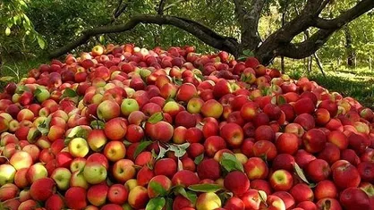 کاهش ۴۰ درصدی تولید محصولات باغی یکی از علل نوسان قیمت