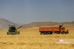 برداشت گندم