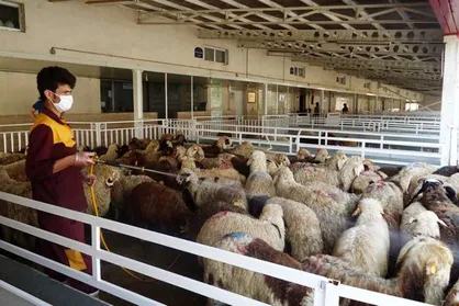 استمرار بازرسی&zwnj;های بهداشتی ویژه عید قربان تا پایان روز جاری در تهران