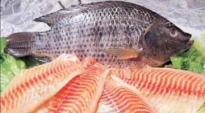 تیلاپیای چینی بلای جان تولید داخل