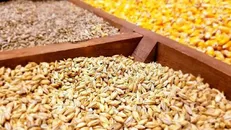 تغییر نرخ محاسبات حقوق ورودی نهاده‌های دامی و کالاهای اساسی ابلاغ شد