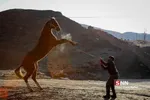 اسب ترکمن