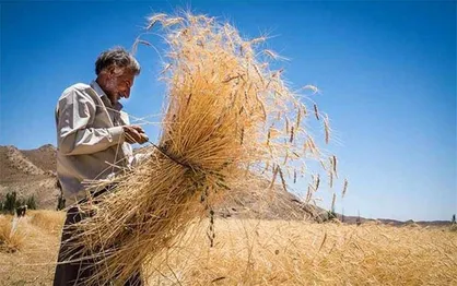 واریز مطالبات گندم&zwnj;کاران کردستانی تا پایان هفته