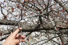 خسارات شدید سرمازدگی به کشاورزان در نیمه شمالی کشور