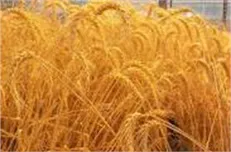 قیمت پیشنهادی گندم برای سال زراعی جدید ۲۸۶۸ تومان اعلام شد