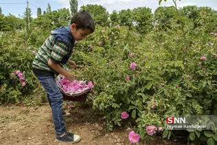 گل محمدی