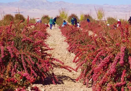 اختصاص ۹۰ میلیارد تومان برای خرید توافقی زرشک خراسان جنوبی