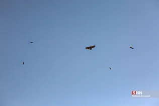 رهاسازی ۹ قطعه پرنده شکاری و آبزی در تالاب بهشت معصومه