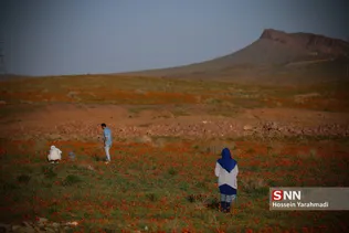شقایق