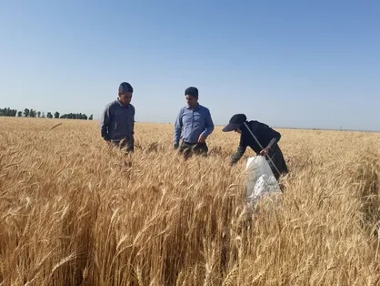 کشاورزان مبارزه با علف&zwnj;های هرز را جدی بگیرند