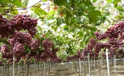 برداشت بیش از ۱۷ هزار تن انگور از تاکستان&zwnj;های بروجرد