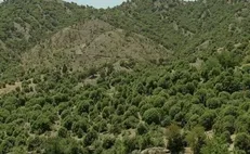 کاشت بیش از ۳۲۰ میلیون درخت طی یک سال در ایران