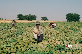 برداشت طالبی از مزارع قم