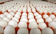 آغاز توزیع تخم مرغ با نرخ مصوب در کشور