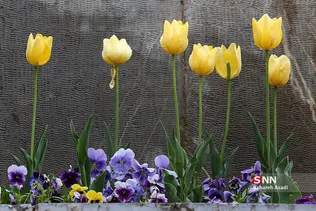 هوای بارانی تهران