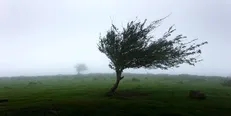 پیش‌بینی وزش باد گرم در گیلان