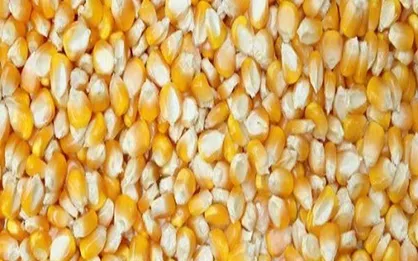 افزایش ۹ دلاری قیمت خوراک دام در بازار&zwnj;های جهانی