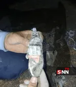 سظزر