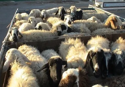 قاچاقچی ۴۱ رأس گوسفند به ارزش پنج میلیارد در سقز دستگیر شد