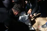 تشییع و تدفین پیکر پدر شهیدان موحد دانش در بهشت زهرا(س)