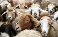 جایگاه‌های عرضه و ذبح دام در روز‌های عرفه و عید سعید قربان معرفی شد+ عکس