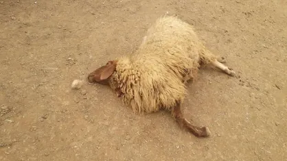 تلف شدن ۳۰ گوسفند و ۶ الاغ بر اثر مصرف آب آلوده در بجنورد + فیلم
