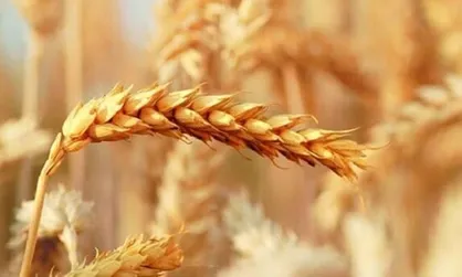 رشد ۲۶ درصدی خرید تضمینی گندم نسبت به پارسال