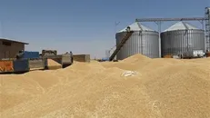 واردات ۲۰۹ هزار تنی گندم به استان اصفهان