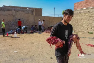 دبب
