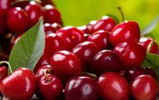 به جای استامینوفن آلبالو بخورید!