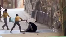 کشتی خرسی!