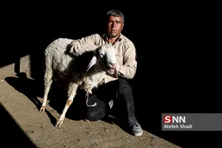 بازار دام