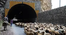 انسداد محور کندوان به دلیل تردد احشام