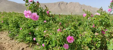 آغاز برداشت گل محمدی در استان چهارمحال و بختیاری